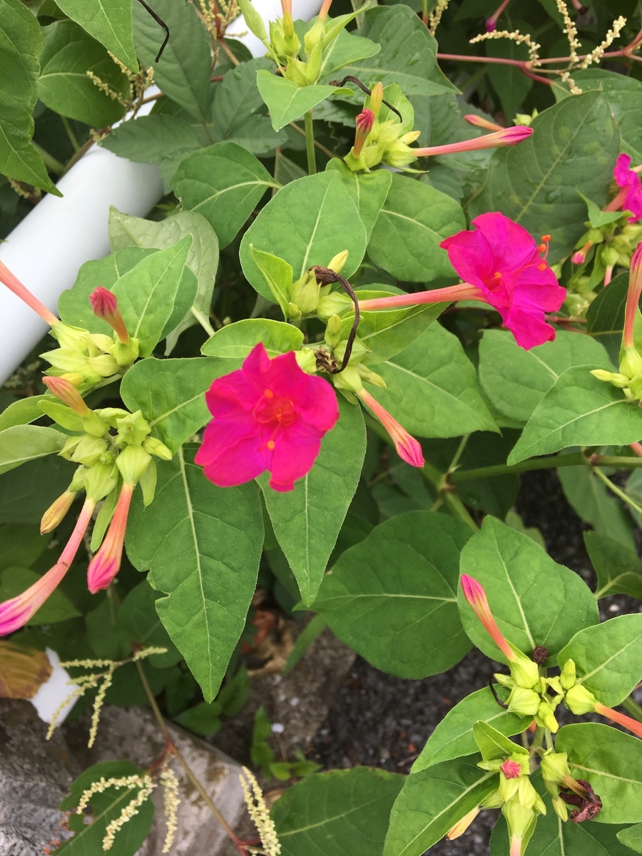 f:id:synechocystis:20190911083417j:plain