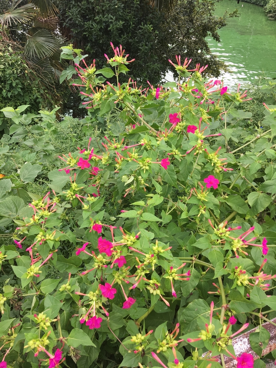 f:id:synechocystis:20190911083424j:plain