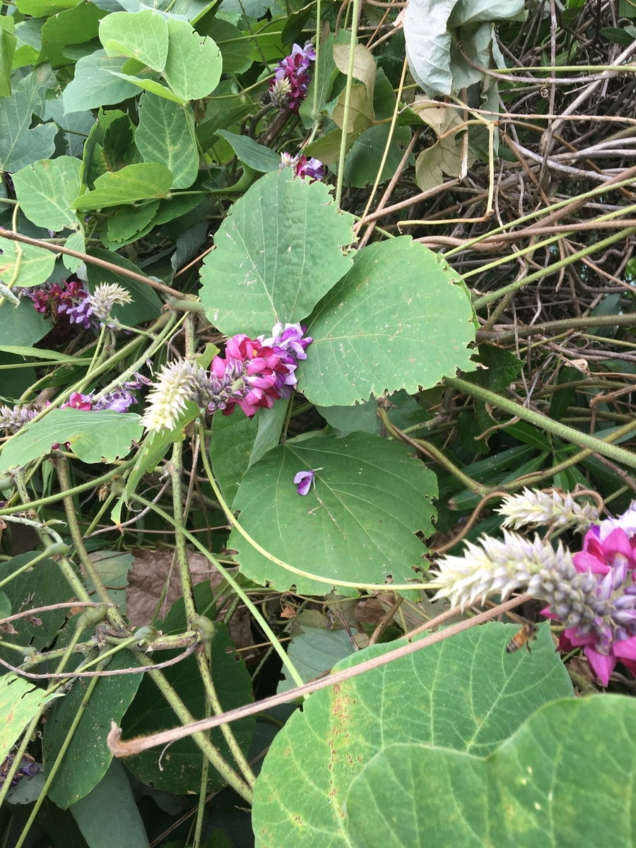 f:id:synechocystis:20190911083445j:plain