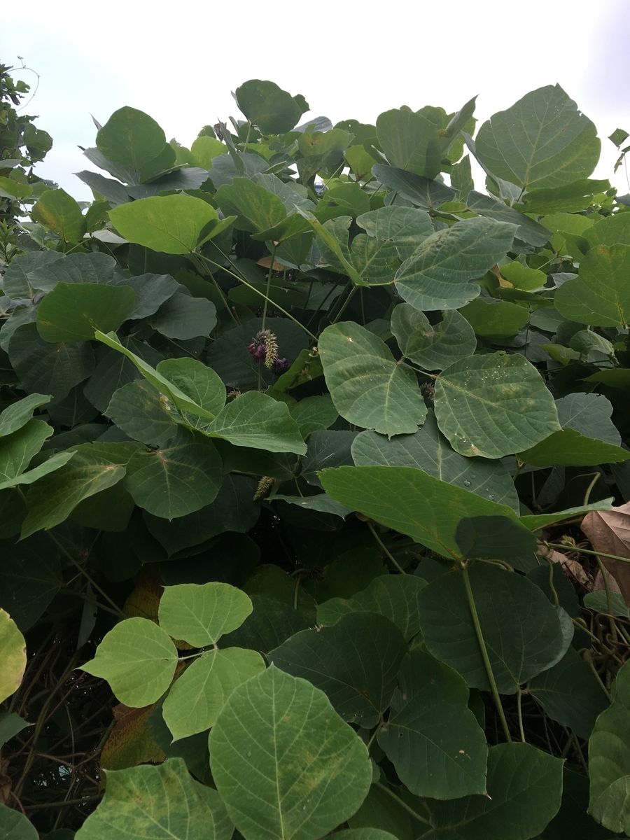 f:id:synechocystis:20190911083449j:plain