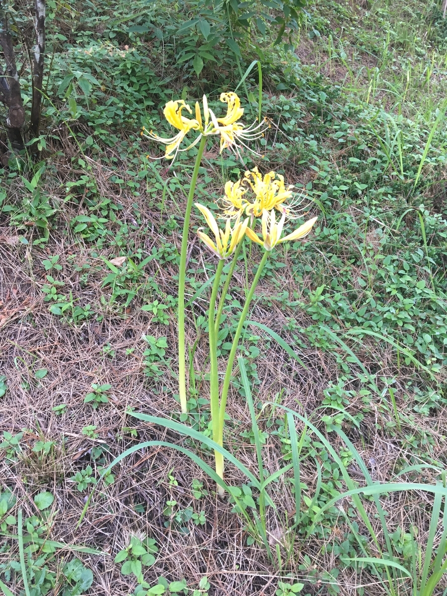 f:id:synechocystis:20190925164148j:plain