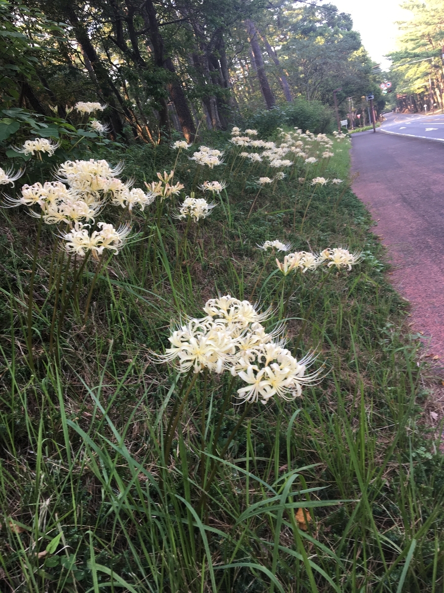 f:id:synechocystis:20190925164208j:plain