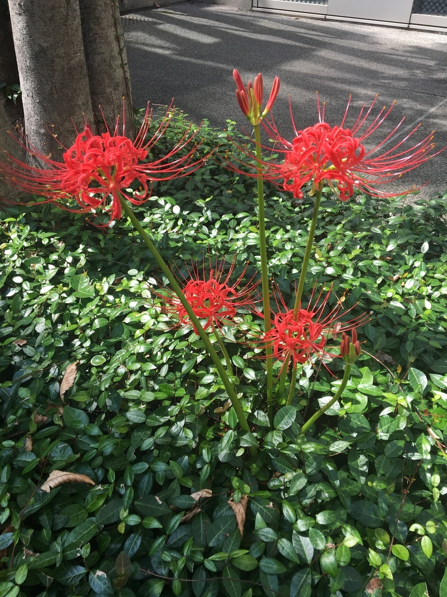 f:id:synechocystis:20190927122317j:plain