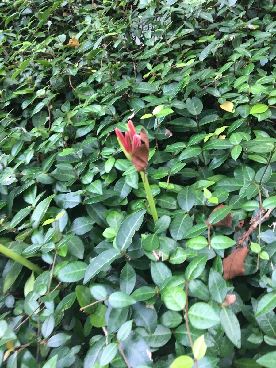 f:id:synechocystis:20190927162915j:plain
