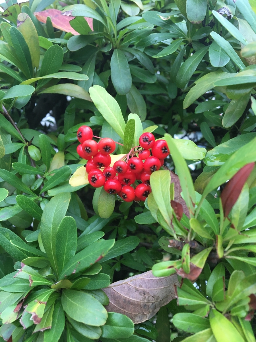 f:id:synechocystis:20191019150815j:plain