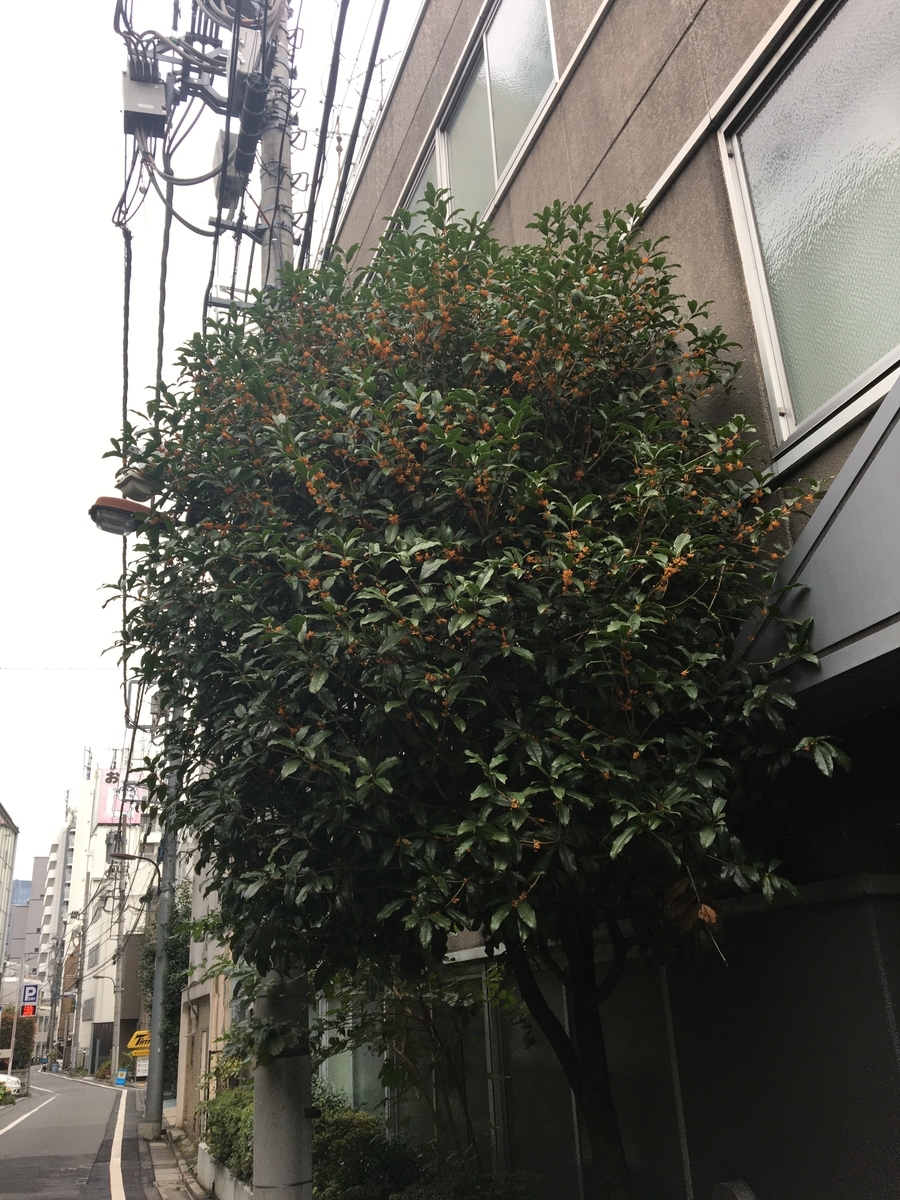 f:id:synechocystis:20191019152542j:plain