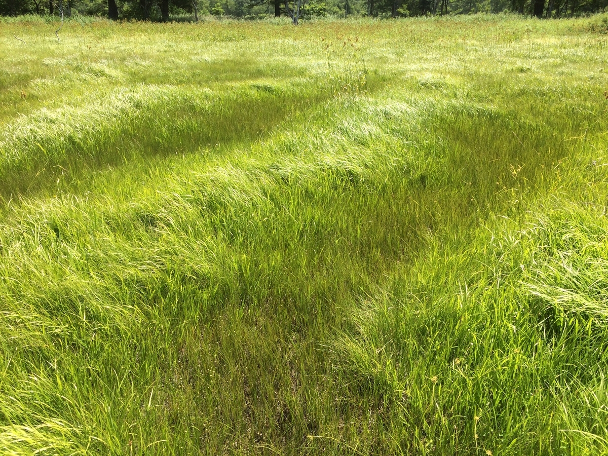 f:id:synme:20190412002555j:plain