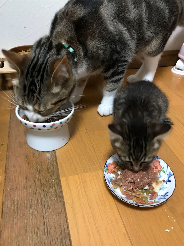 f:id:syochan8008:20180612105231j:image