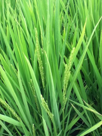 f:id:syogai1programa:20140802111613j:image:w640