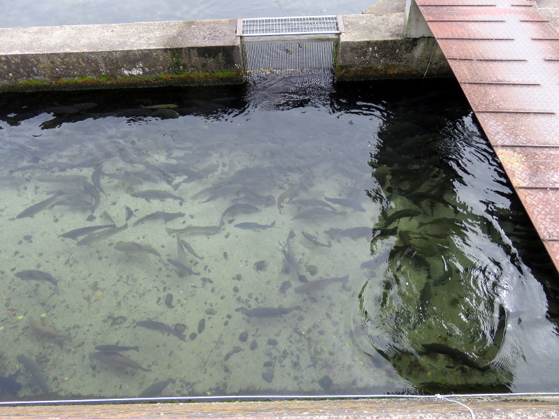 f:id:syogai1programa:20161129173534j:image:w640