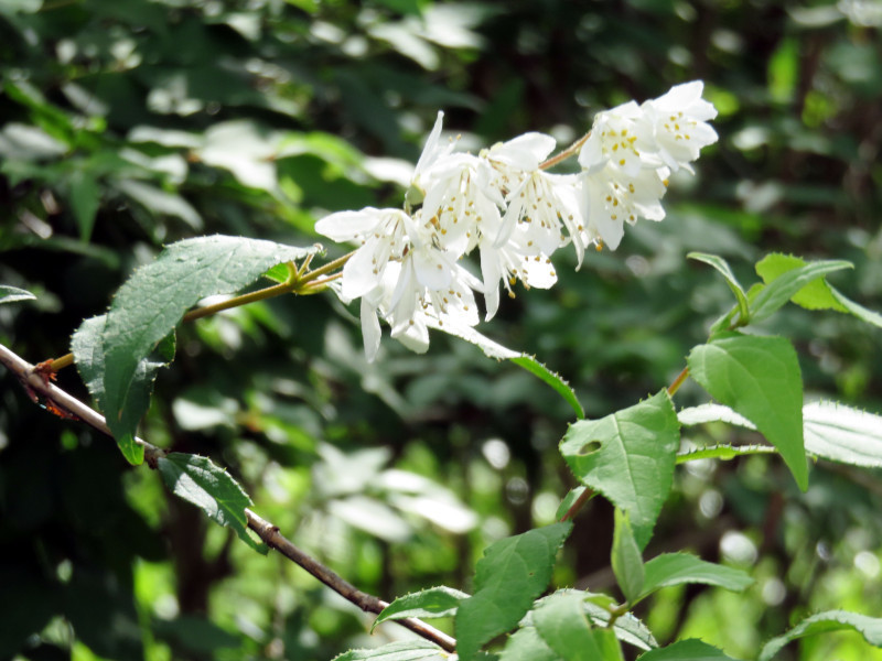 f:id:syogai1programa:20200525165051j:plain