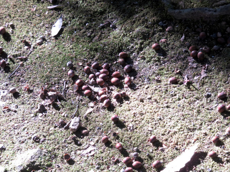 f:id:syogai1programa:20201210155436j:plain