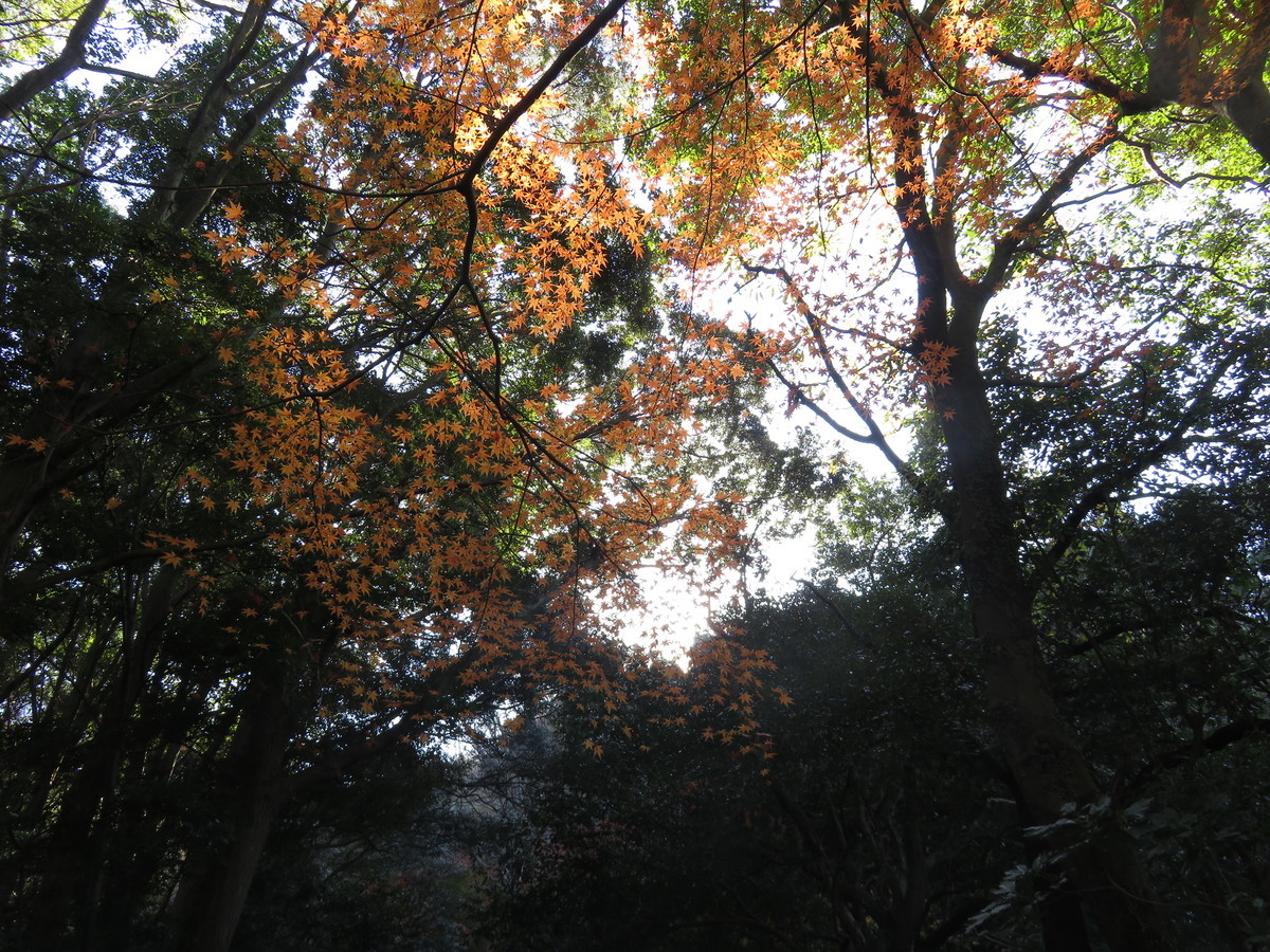 f:id:syogai1programa:20201212180956j:plain