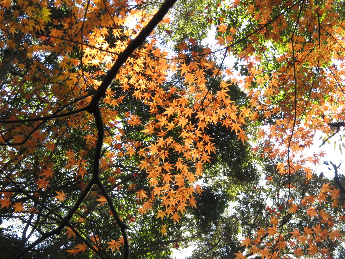 f:id:syogai1programa:20201213171729j:plain