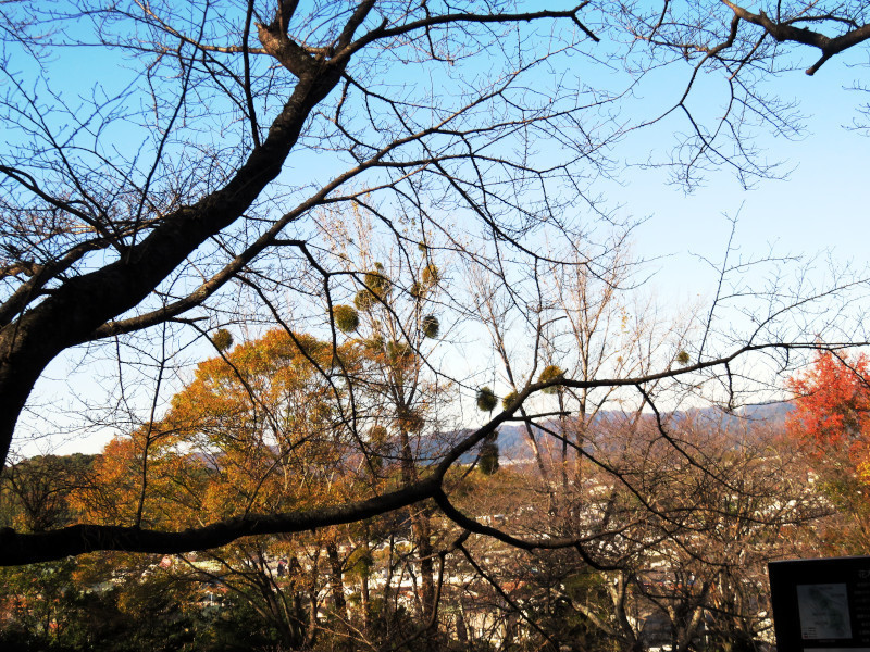 f:id:syogai1programa:20201217160201j:plain