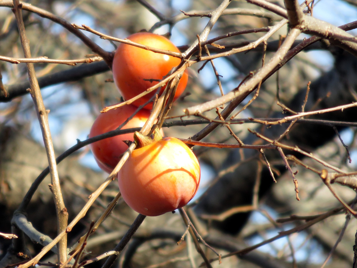 f:id:syogai1programa:20210104202033j:plain