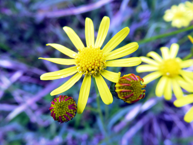 f:id:syogai1programa:20210107170603j:plain