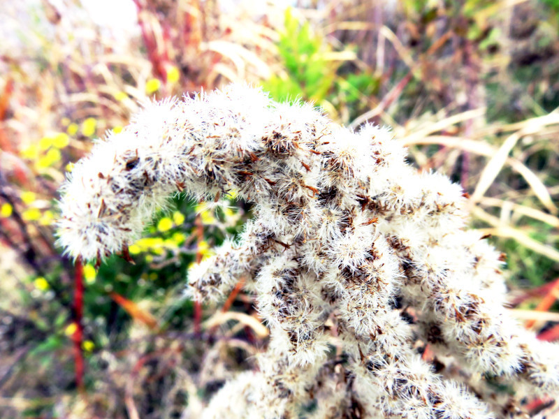 f:id:syogai1programa:20210110155906j:plain