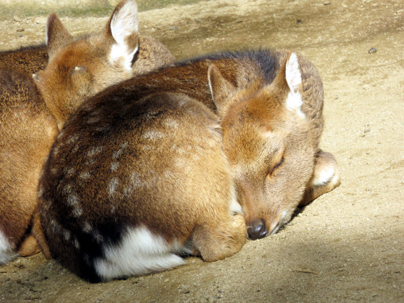 f:id:syogai1programa:20210130162340j:plain