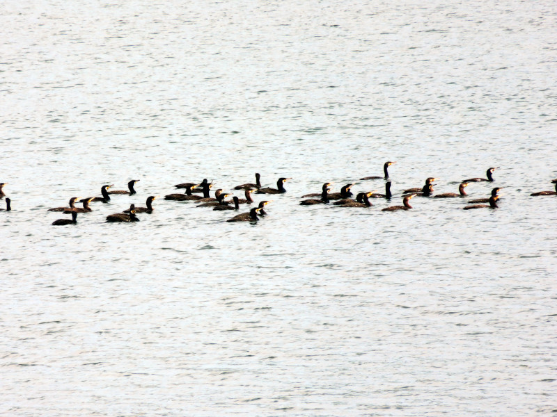 f:id:syogai1programa:20210504180748j:plain