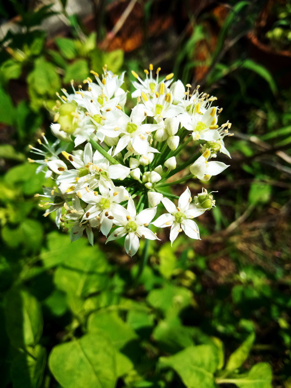 f:id:syogai1programa:20210831195540j:plain