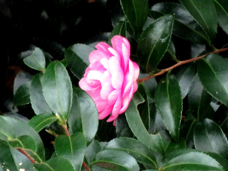 f:id:syogai1programa:20211108172332j:plain