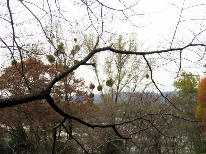 f:id:syogai1programa:20211110182700j:plain