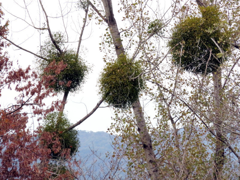 f:id:syogai1programa:20211111195113j:plain