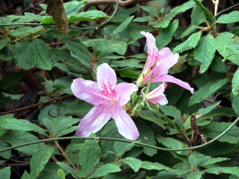 f:id:syogai1programa:20211112181253j:plain