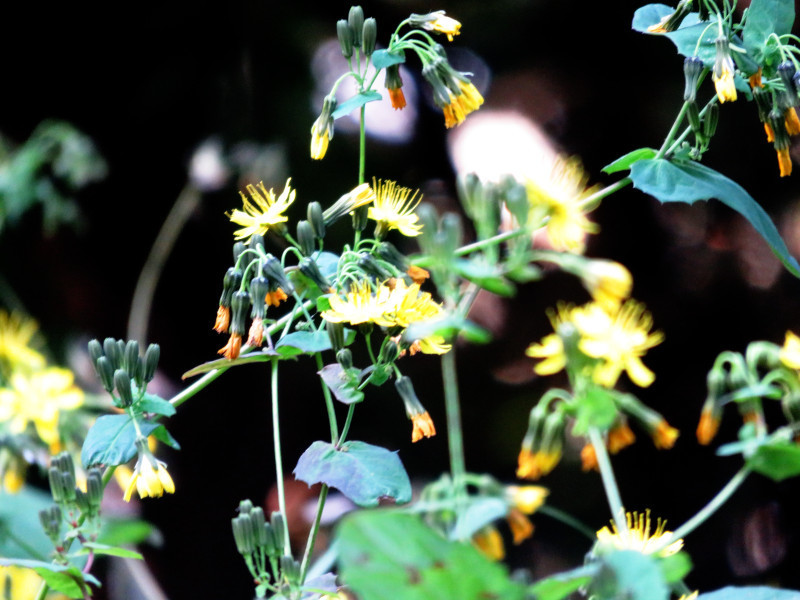 f:id:syogai1programa:20211113182018j:plain