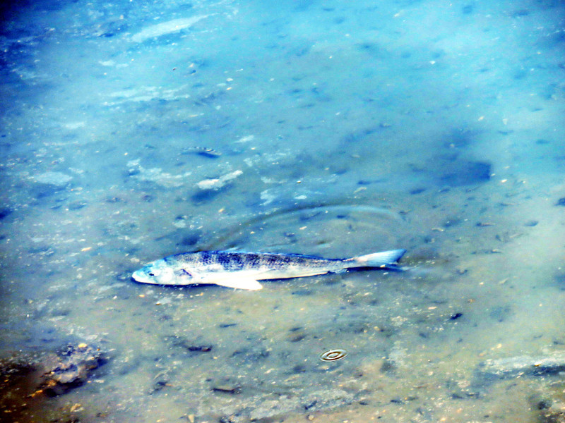 f:id:syogai1programa:20211116174711j:plain