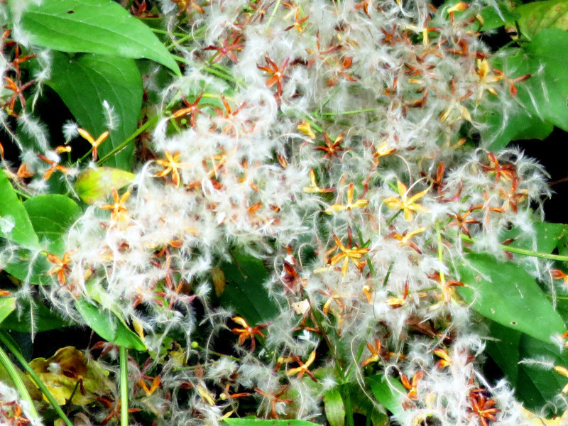 f:id:syogai1programa:20211123204546j:plain