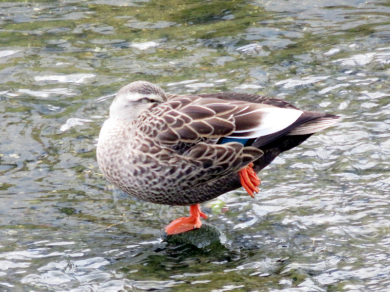 f:id:syogai1programa:20220118170717j:plain