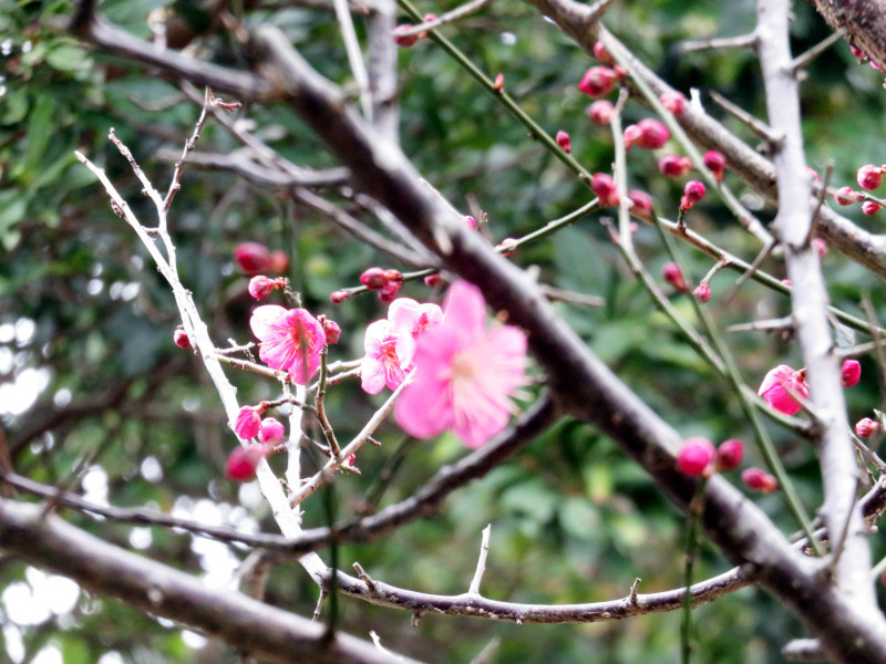 f:id:syogai1programa:20220129203549j:plain