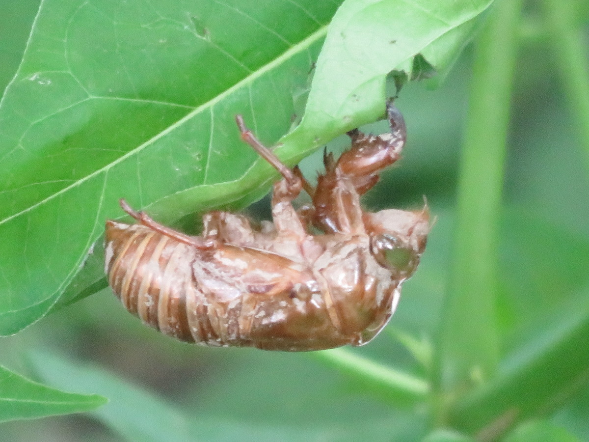 お爺の今日なに聴こうかな～ちょっとJAZZ気分～（2022）《No.19》～＜1＞｜『Dori Caymmi（ドリ・カイミ）／Kicking