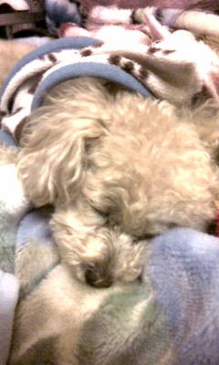 f:id:syoko121:20081214230255j:image