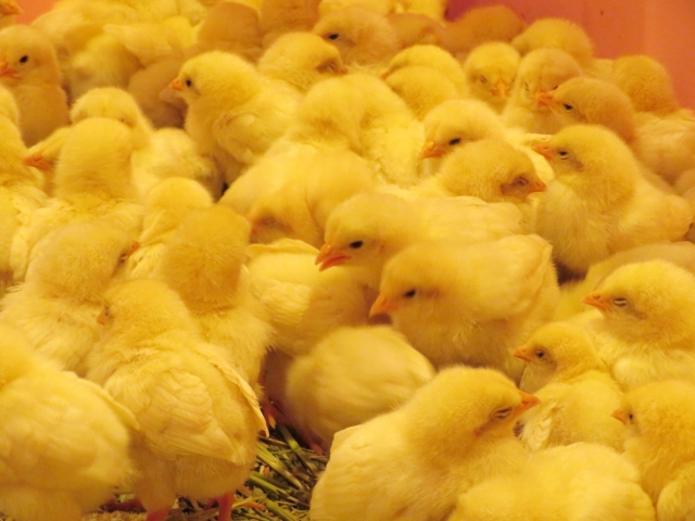 f:id:syokora11:20200116061048j:plain