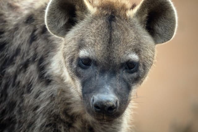 f:id:syokora11:20200129061617j:plain