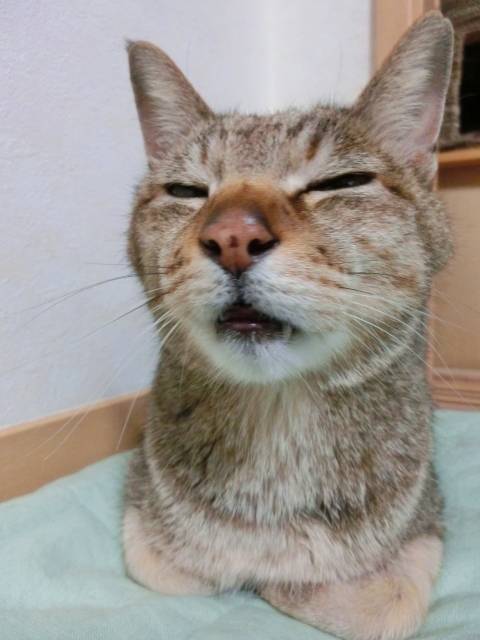 f:id:syokora11:20200218065356j:plain f:id:syokora11:20200218065356j:plain