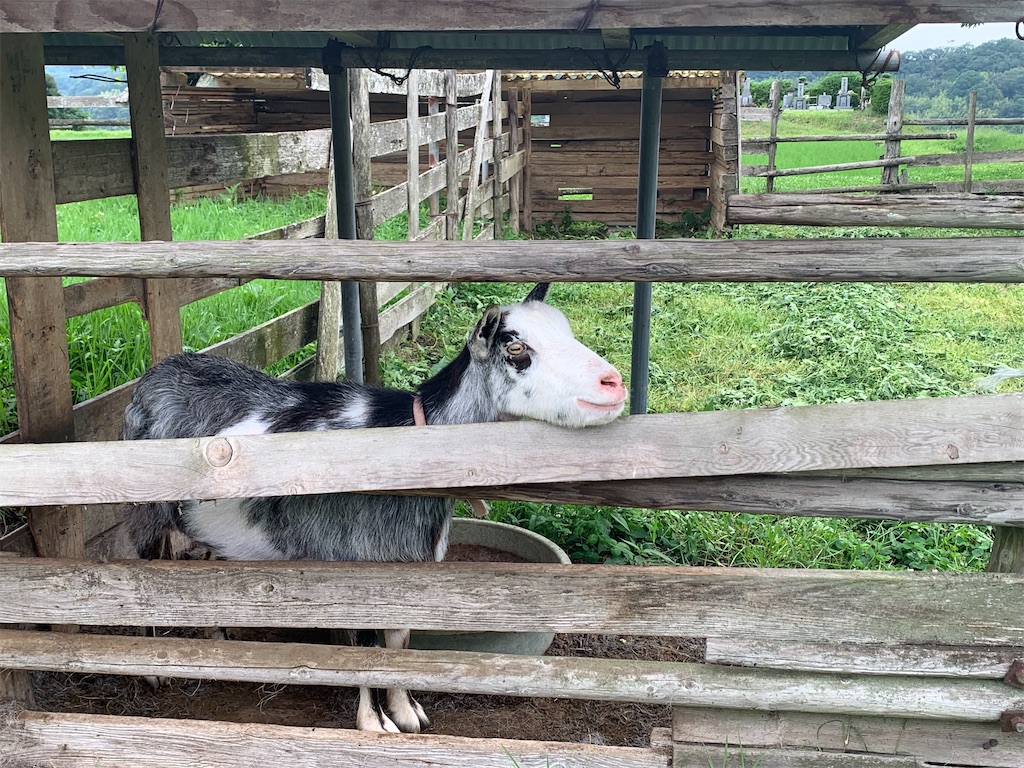 f:id:syomama0202:20230904202228j:image