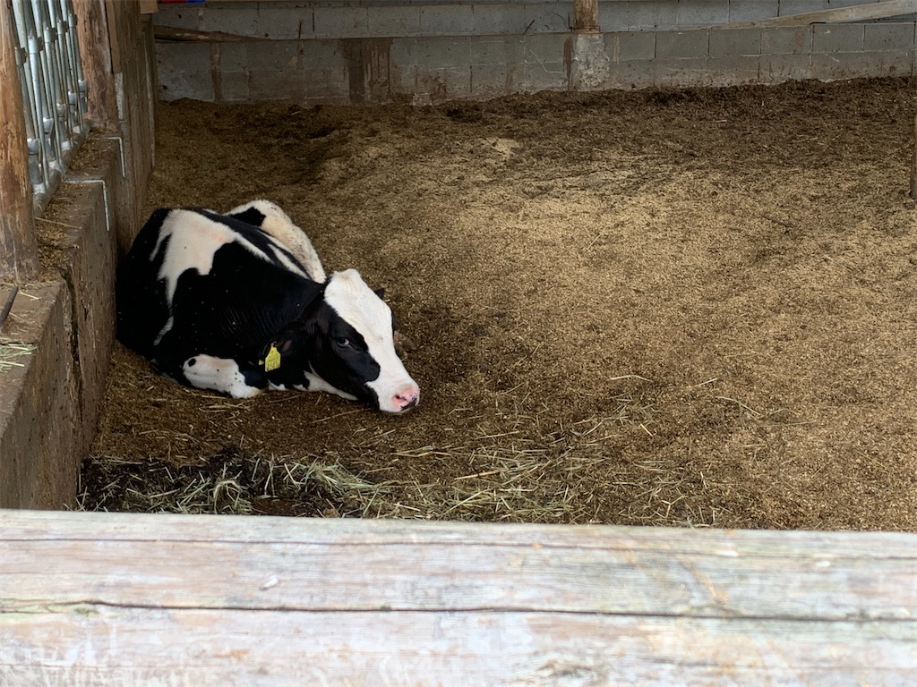 f:id:syomama0202:20230904202232j:image