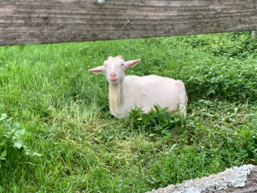 f:id:syomama0202:20230904202236j:image