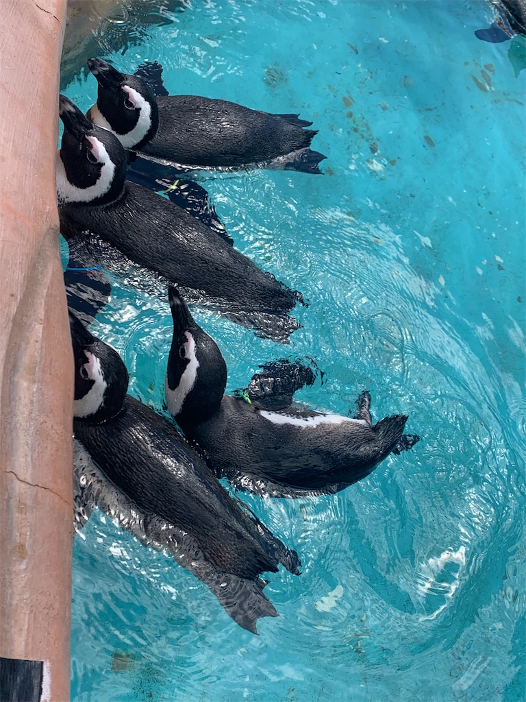 f:id:syomama0202:20231014212945j:image