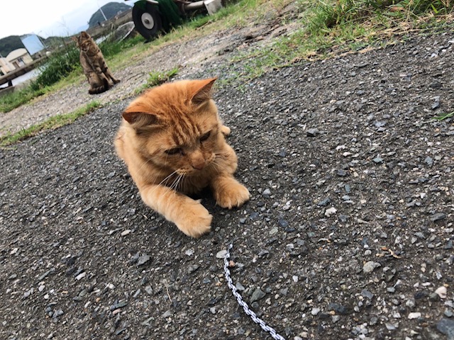f:id:syonboriTARO:20190522013843j:plain