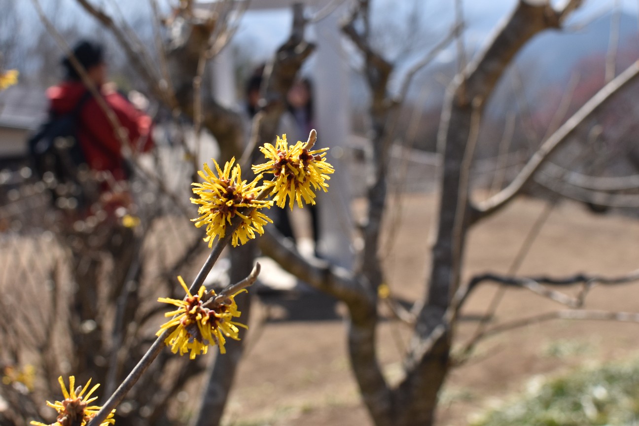 f:id:syorkun:20260224153233j:image