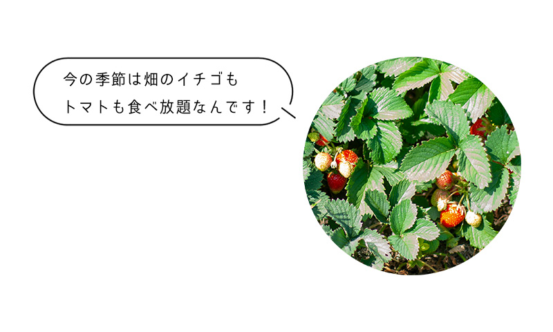 今の季節は畑のイチゴも トマトも食べ放題なんです！