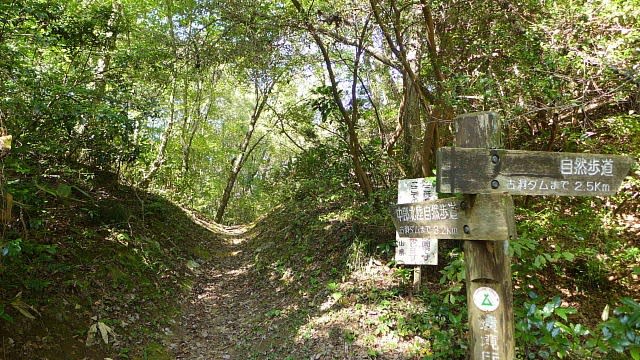 2020/10/31(土) 古洞の森 - 称名じじの今日もニャンコに使われています