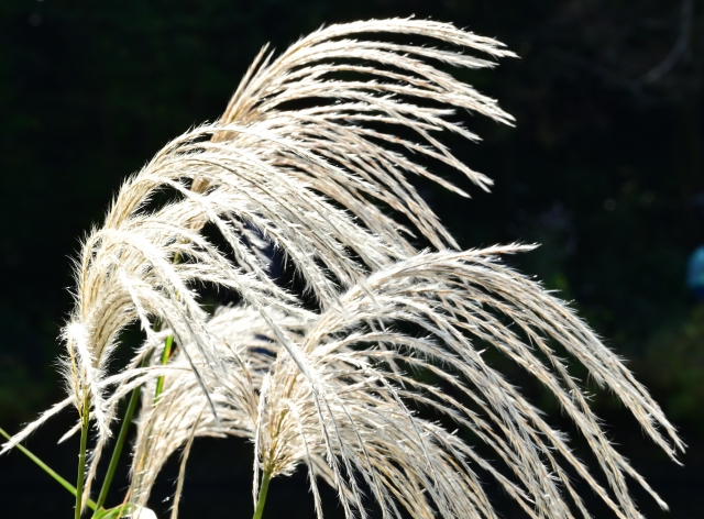 ほのかにも 軒ばの荻《をぎ》を むすばずば 露のかごとを 何にかけまし〜軒端荻(のきばのおぎ)🌾に by 源氏の君 - 🪻源氏物語&古典 ...