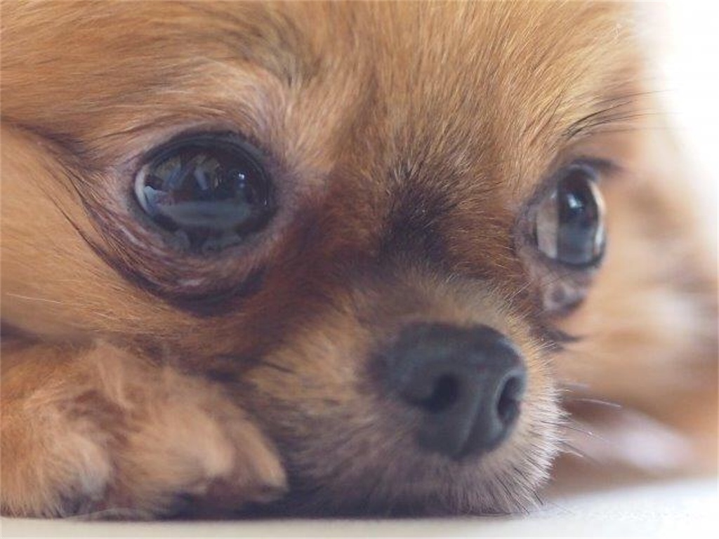 f:id:syouyudango:20200201102303j:plain f:id:syouyudango:20200201102303j:plain