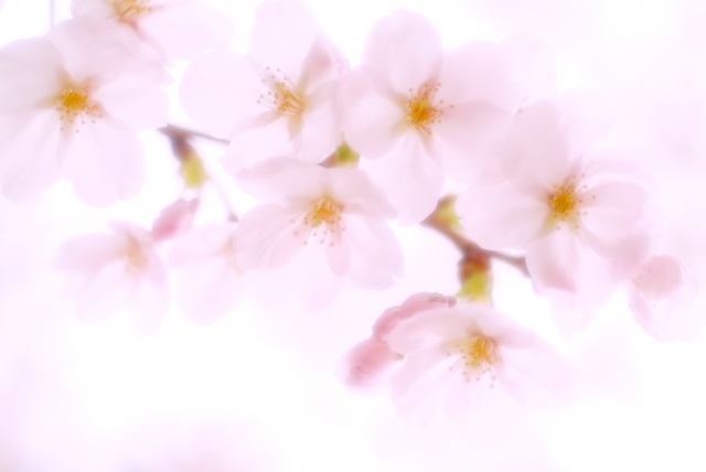 f:id:syouyudango:20200314093918j:plain
